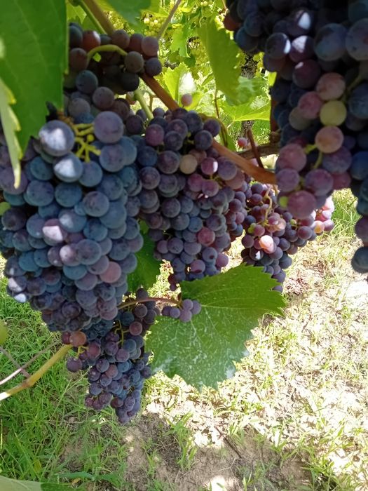 Vând struguri de vin direct din plantatie
