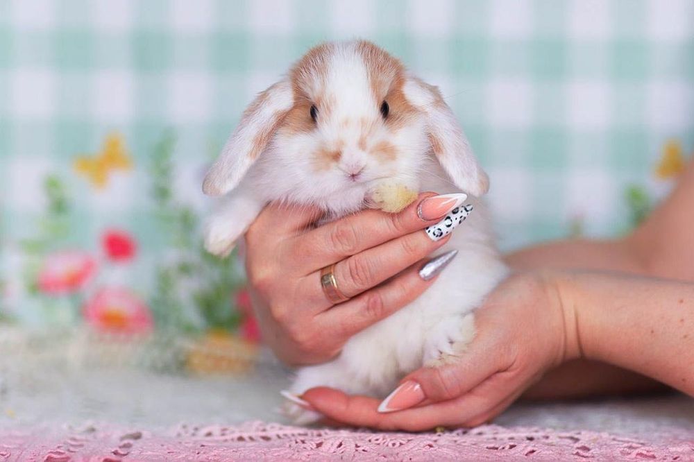 Декоративный кролик
