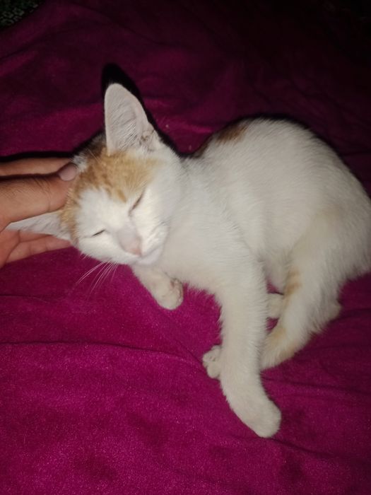Котята! Отдам даром