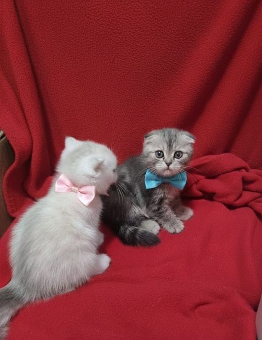 Шотландские котята