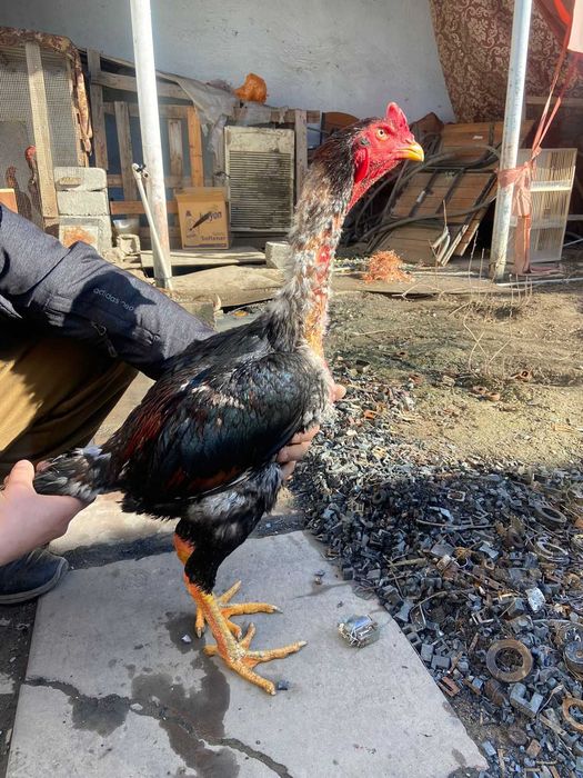 Байцовые петух семья 60 тыс