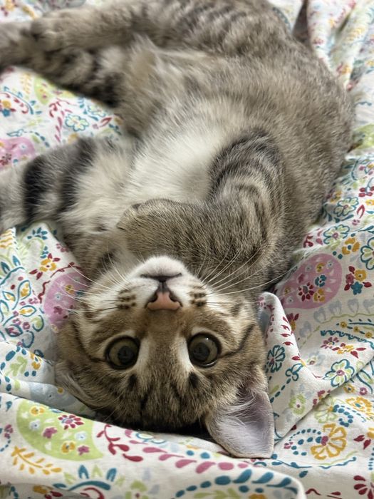 Бесплатно котенок