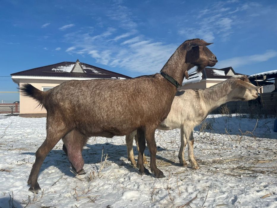 Буаз ешкылер сатылады 450 мын