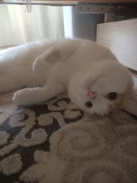 Отдам в добрые руки