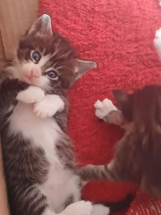 Котята Мейн-кун .