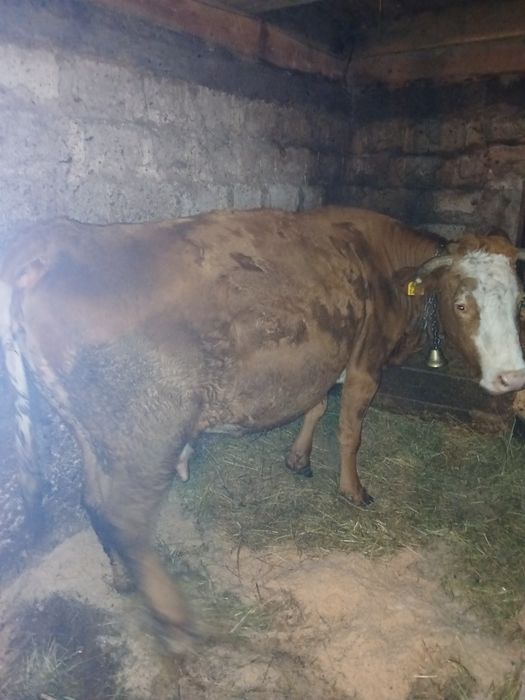 Vând vaca pentru abator