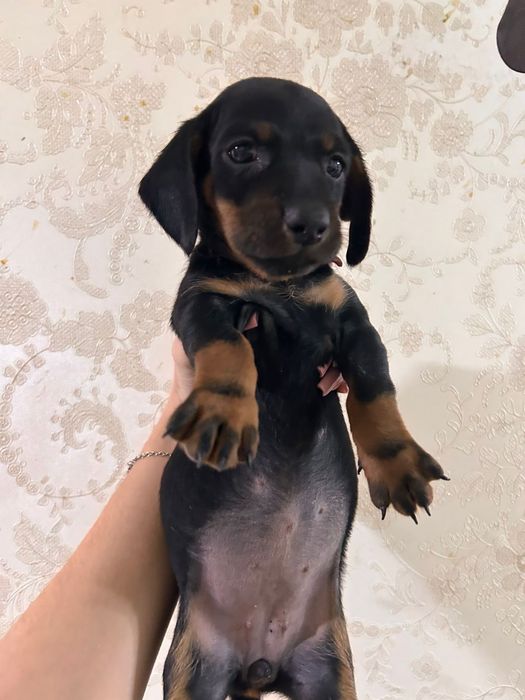 Продам Щенков таксы