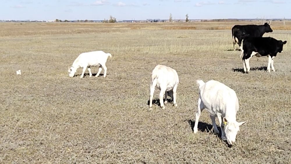 Заиинские чистопородные козы