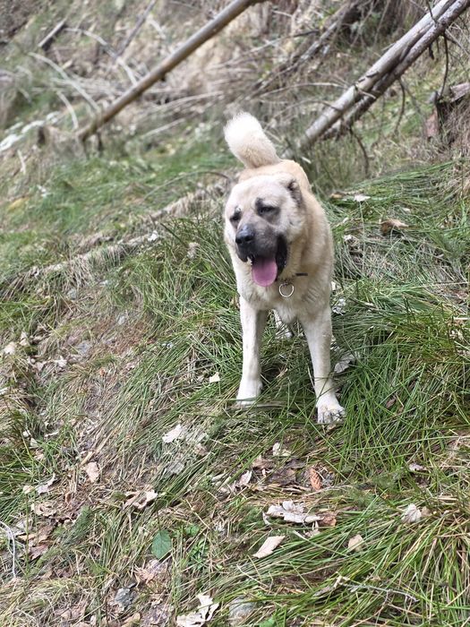 Caine kangal 3 ani