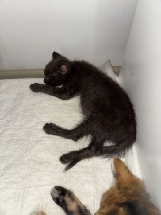 Котята срочно ищут дом