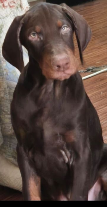 щенок добермана,ждет своих родителей