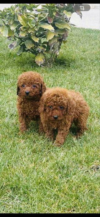 Продавам мини пудели той