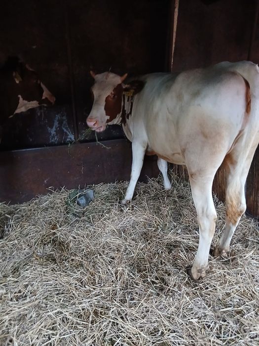 Juninca red gestanta de5 luni