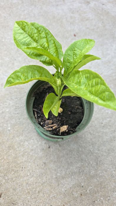 Physalis , papaya si fructul pasiunii