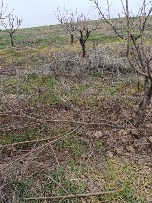 Besplatno,õtin shox shabba . Tekinga, olma daraxtini obrezka qilingand