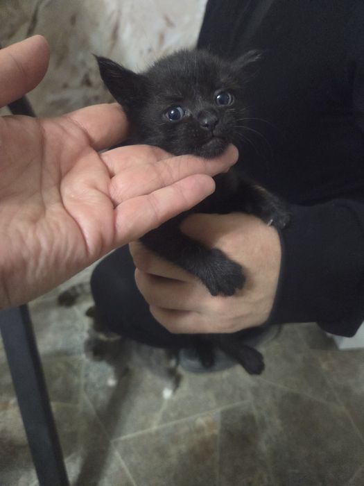 Маргаулар тегин беремын