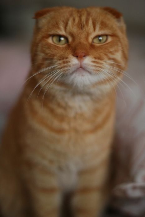 Вислоухий котёнок подросток