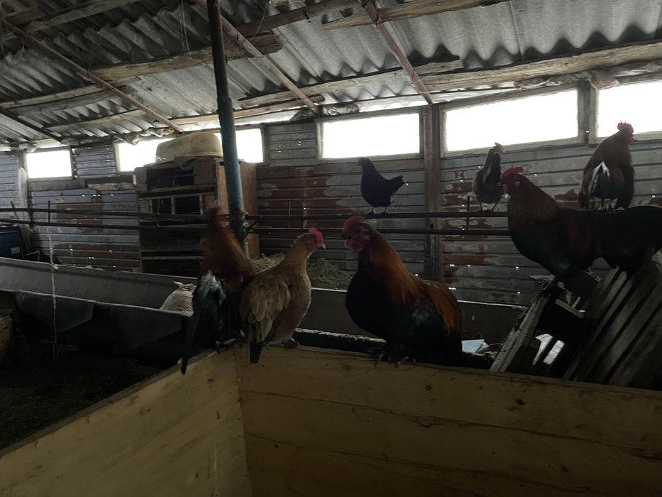 Продам карликов