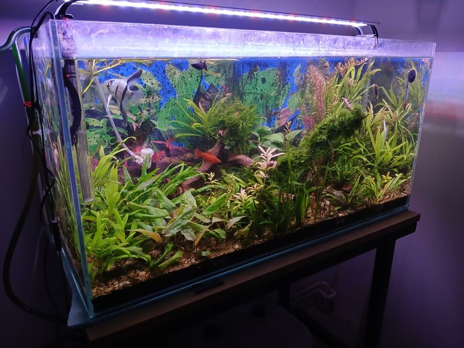 Plante de acvariu