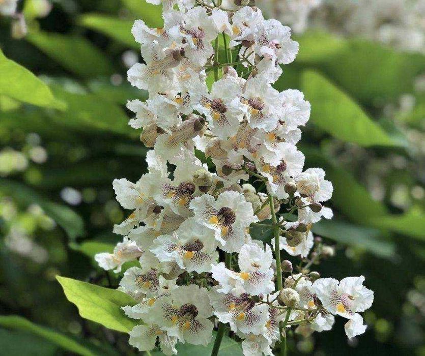 Каталпа декоративно дърво