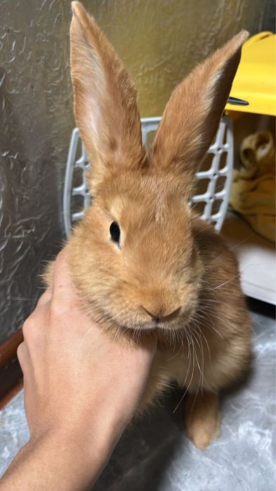 Кролик домашний.