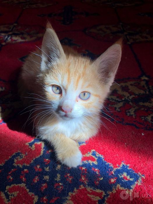 Котёнок даром в добрые руки