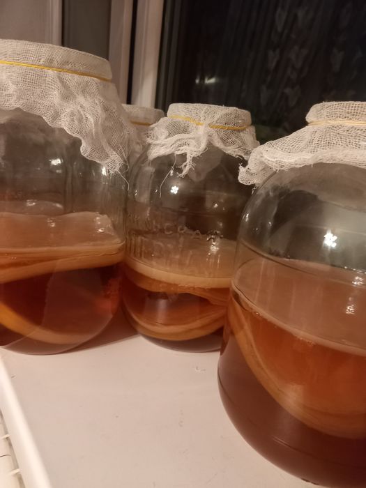 Продам чайный гриб