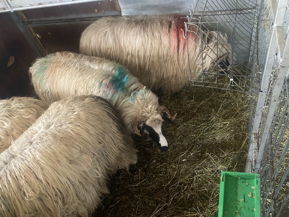 Miori turcana breaza