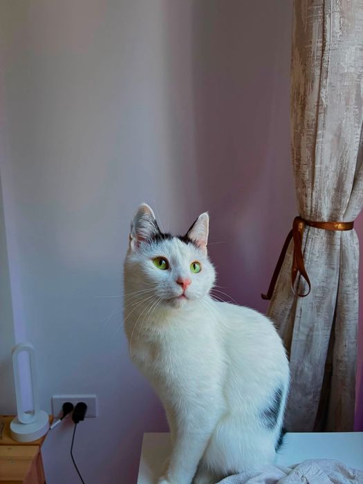 Pet sitting/Pet boarding