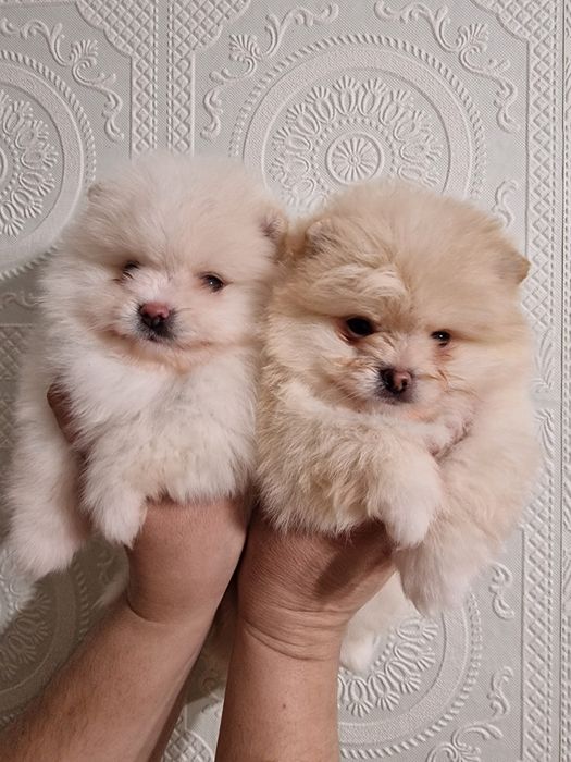 Белоснежные шпицульки.