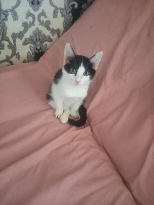 Отдам котенка-ласковую девочку