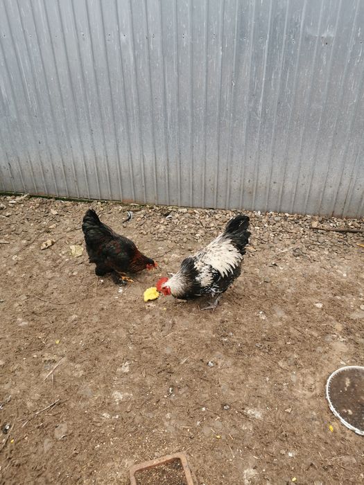 Vând rațe și cocoși