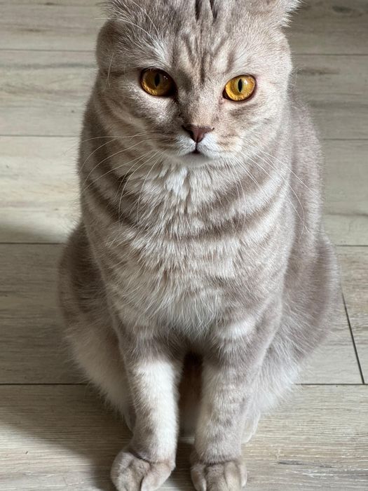Отдам кота скоттиш
