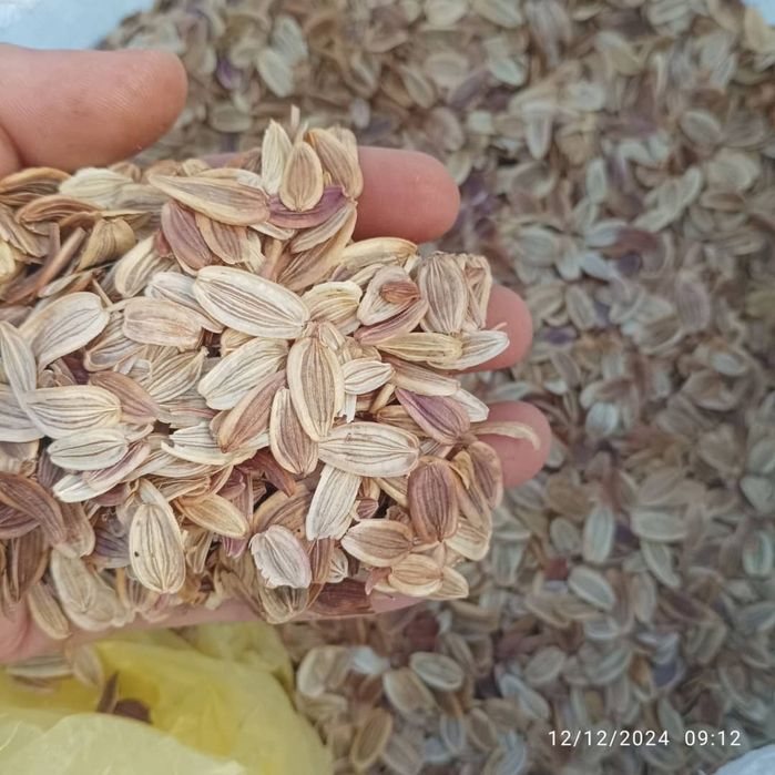 Супер Лекарство Ферула Асафетида!