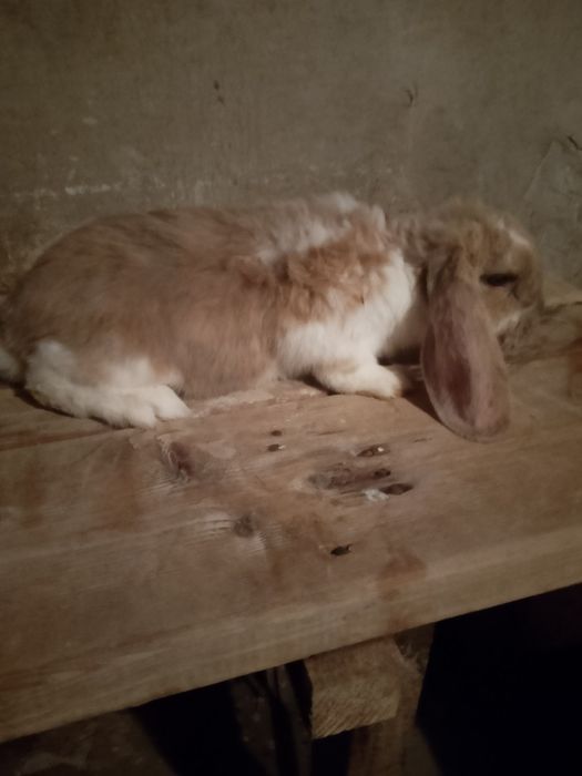 Кролики , порода барашки