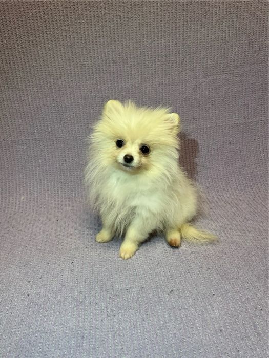 Mascul Pomeranian cu pedigree!