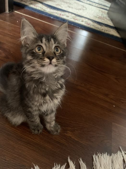 породистый котенок