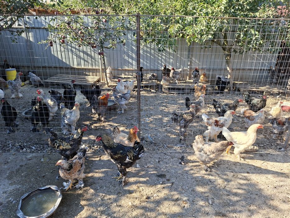 Cocoșii Brahma de vanzare