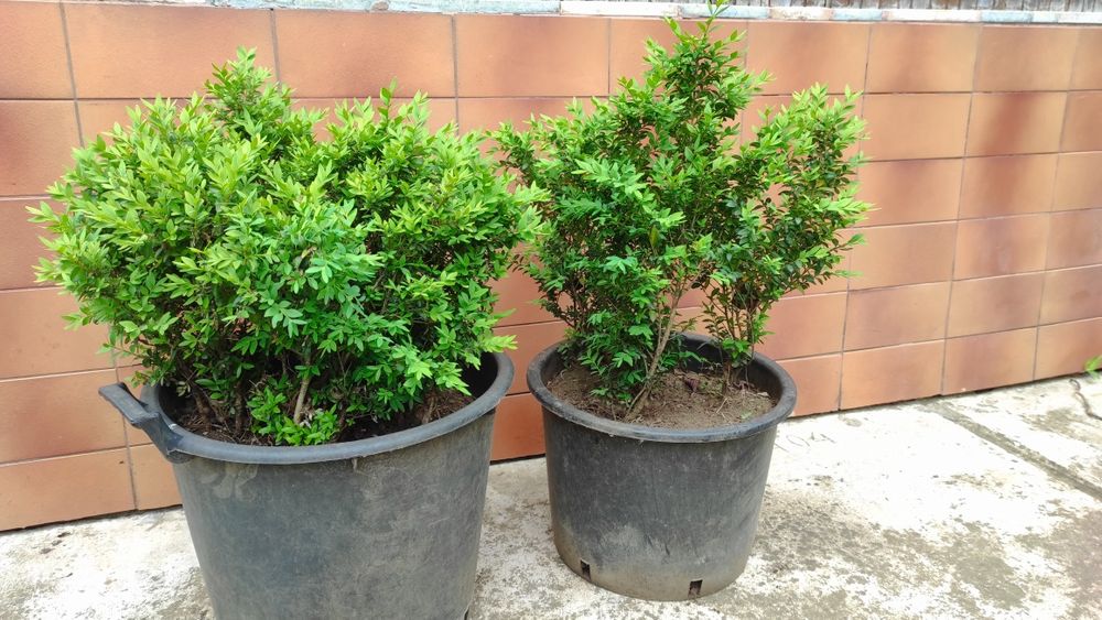 Puieți de  buxus