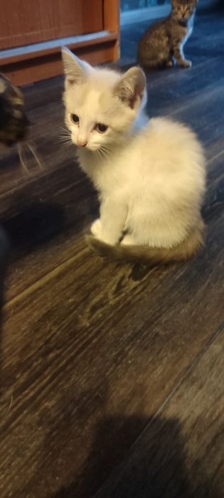 Отдам в добрые руки