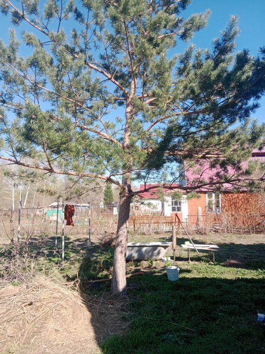 Продам дачу. Дачный участок.