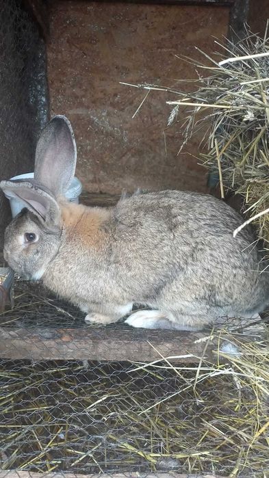 Iepuri uriașul belgian