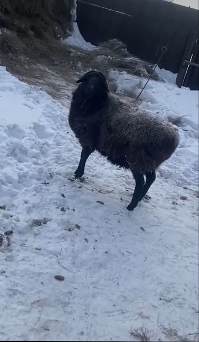 Продам Овечку...