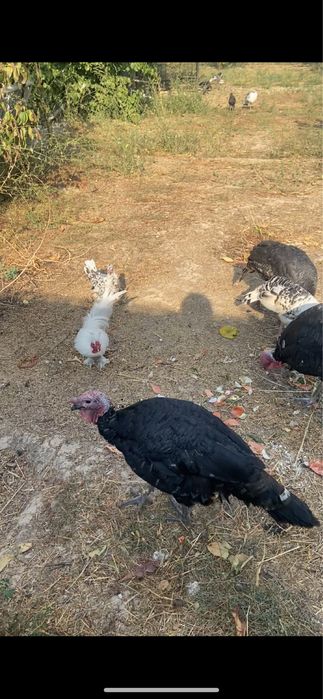 Куркалар , курк булган. Курка + 8та жужаси билан