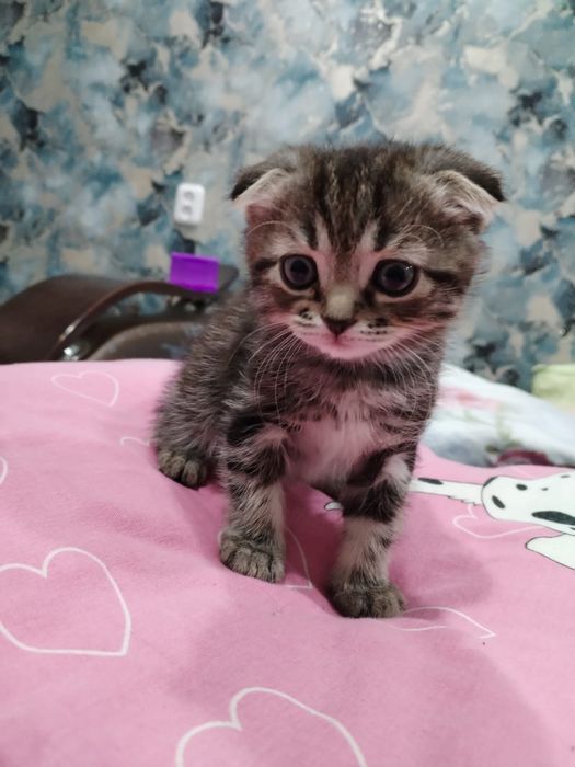 Продам шотладских котят