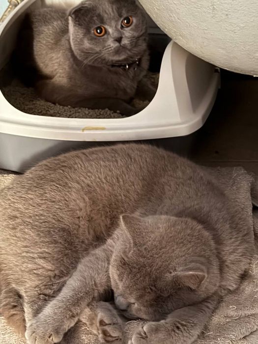 Кот на вязку вислоухий британец , вязкага пшак иркак