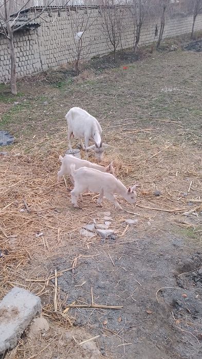 Zotdor ona echki bolalari b'n sotiladi