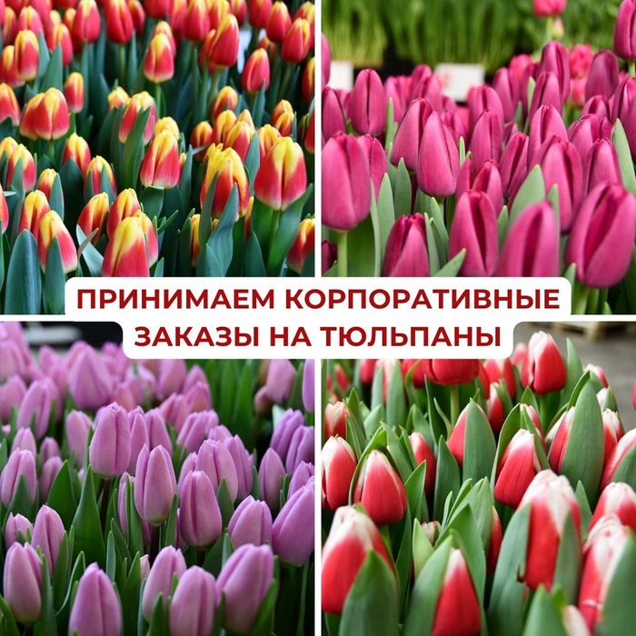 Тюльпаны, 8 марта, тюльпан оптом