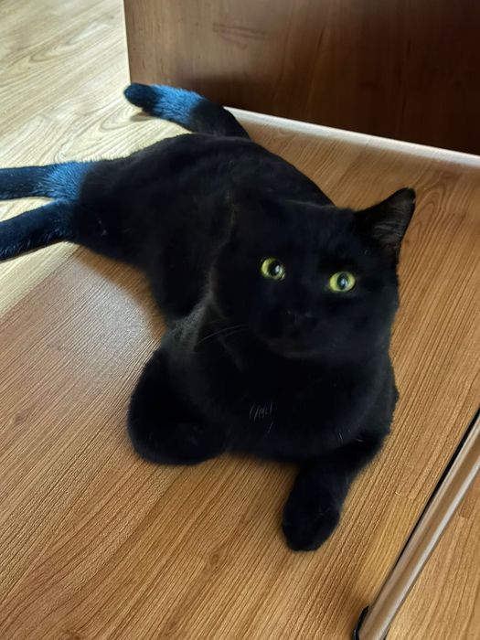 Котик Шотландец в добрые руки