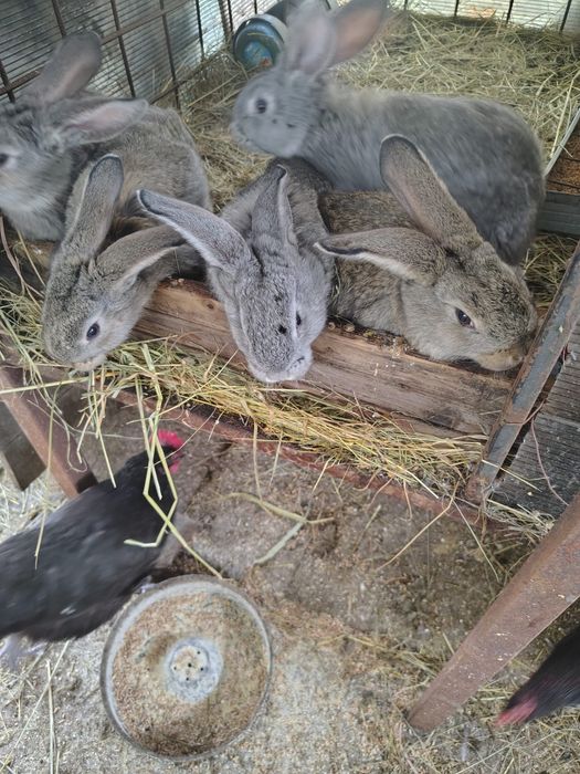 De vanzare urias german